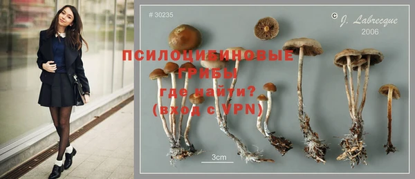 стаф Магас