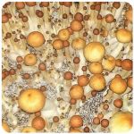 Псилоцибиновые (галлюциногенные)  грибы Psilocybin "Golden Teacher" в Нелидово