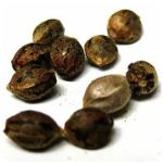Семена марихуаны АК-47  (Seeds AK-47) в Нелидово